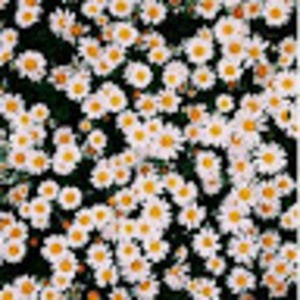 Meet your Posher, Yazmeen